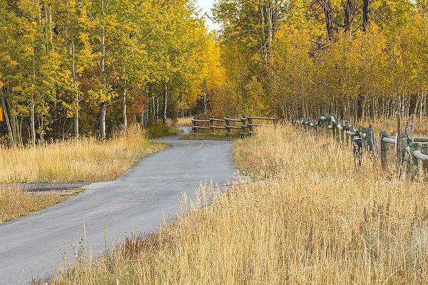 Jones, Adam 아티스트의 Bike path in autumn-Grand Teton National Park-Wyoming작품입니다.